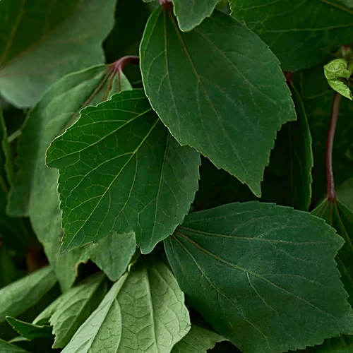 Gongura