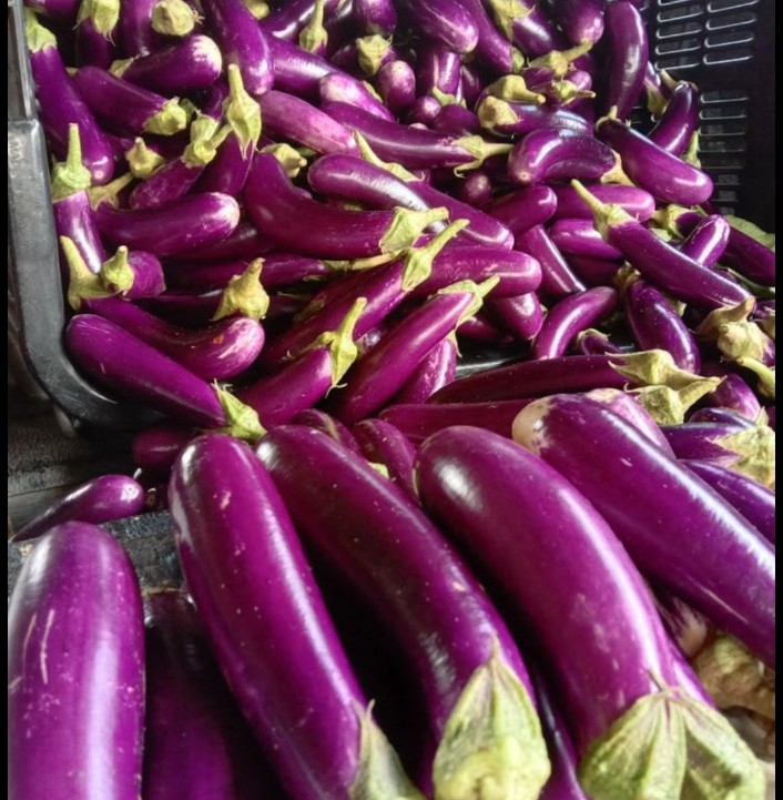 Brinjal