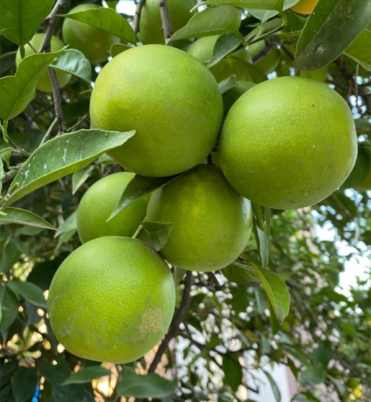 Mosambi