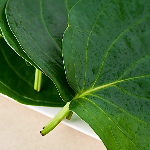 Thamalapaku (Betel Leaf)
