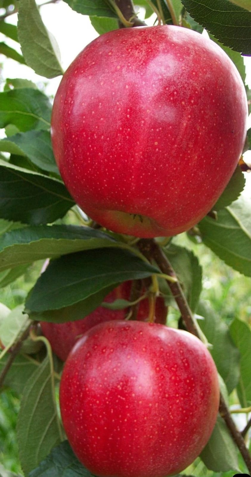 NZ Apple (New Zealand Apple)