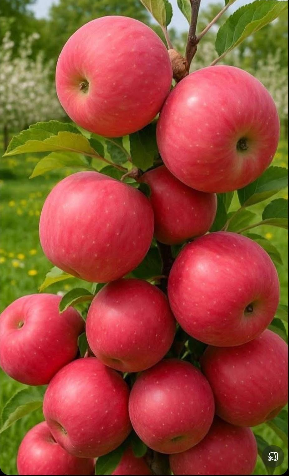 GALA Apple