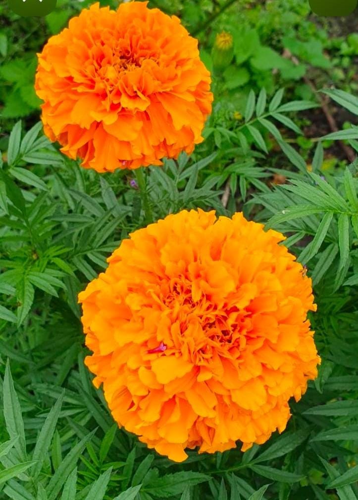 Orange Marigold (Bantipoolu)
