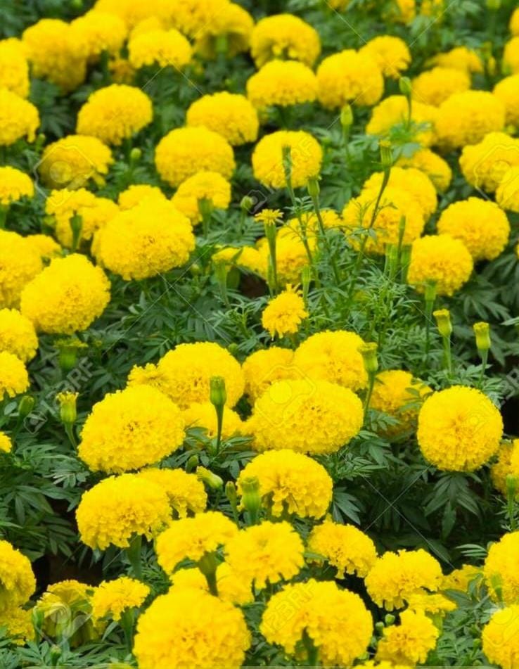 Yellow Marigold (Bantipuvvu)