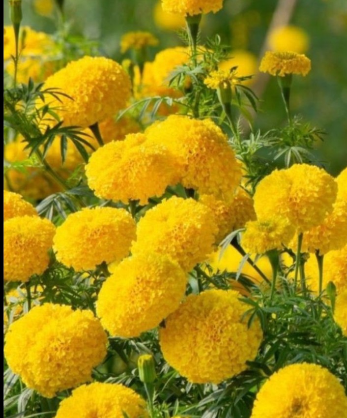 Yellow Marigold (Bantipuvvu)