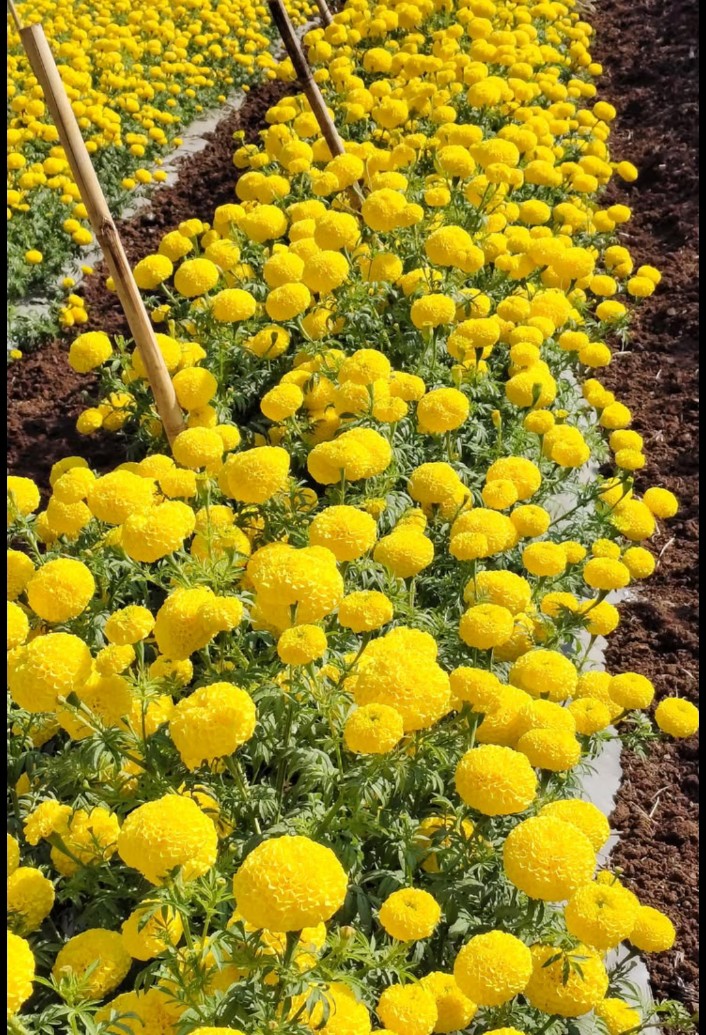Yellow Marigold (Bantipuvvu)